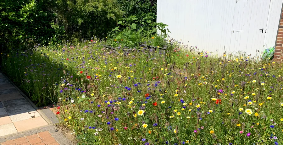 Blumenwiese in voller Blüte